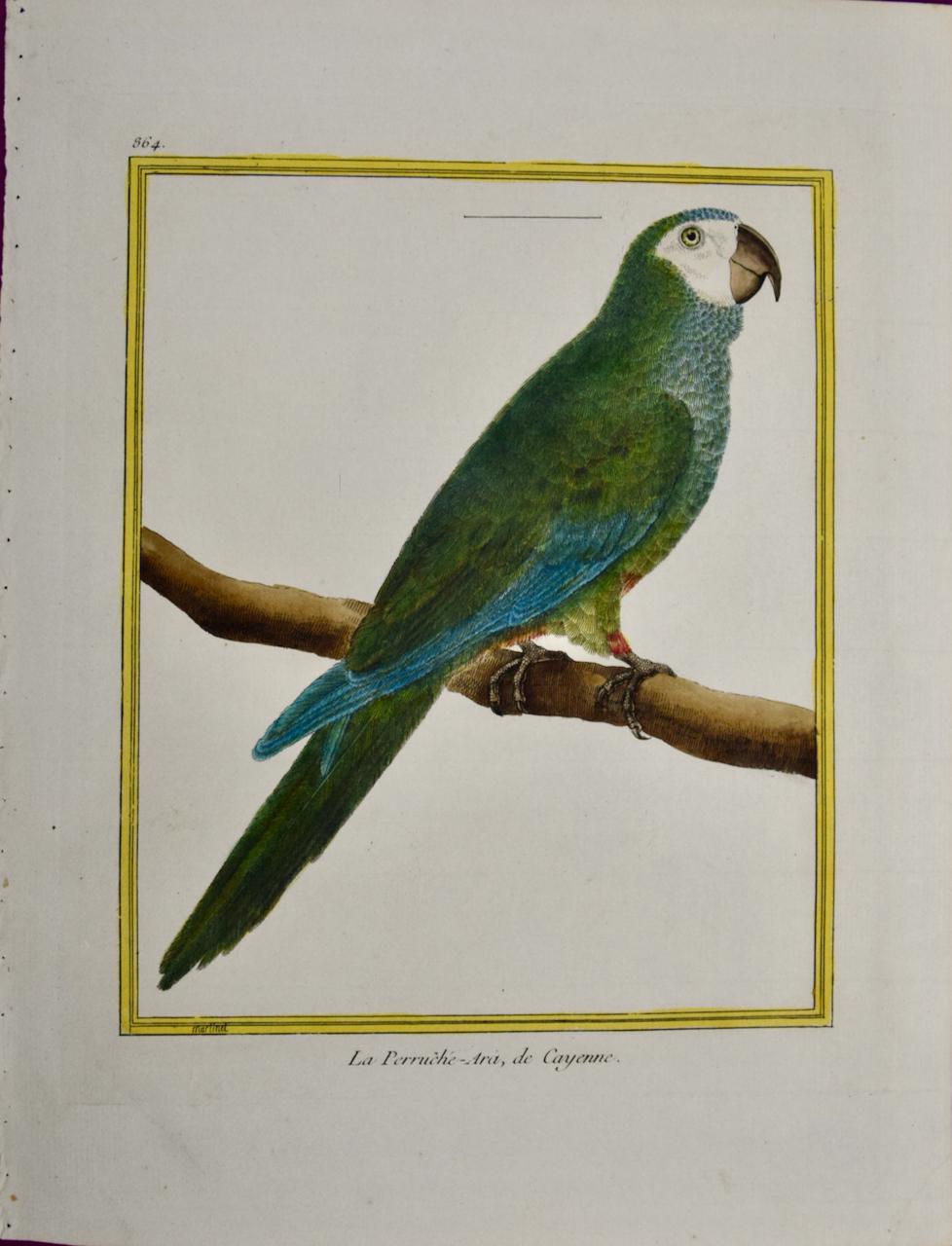 Loro de colores: Un grabado de aves coloreado a mano del siglo XVIII por Martinet
