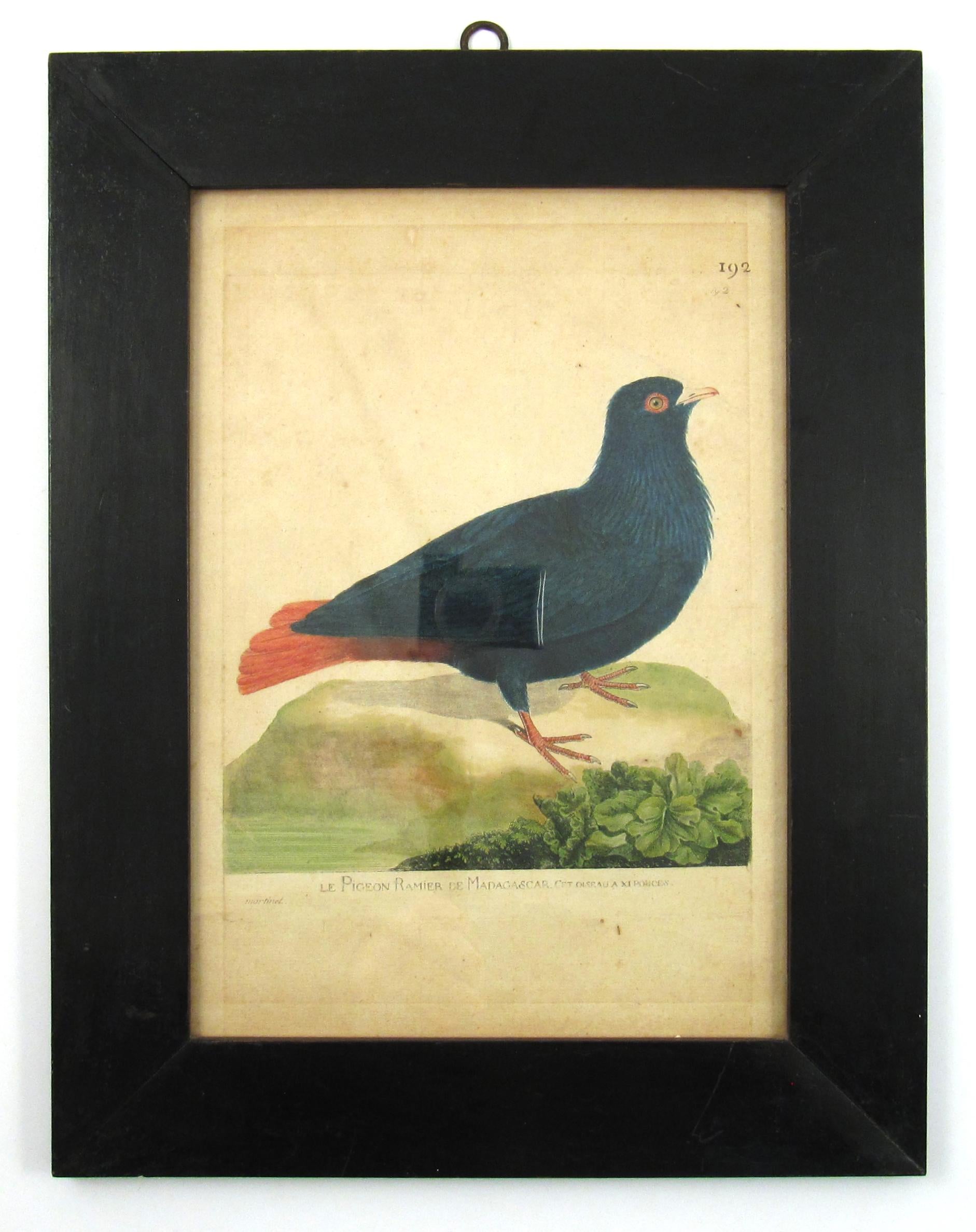 François Nicolas Martinet (1731-1800) Le pigeon ramier de Madacascar Engraving - Print by Francois Nicolas Martinet