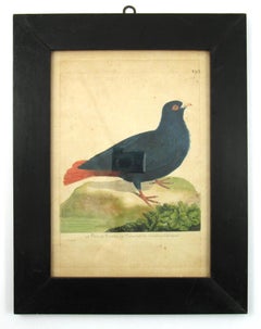 François Nicolas Martinet (1731-1800) Le pigeon ramier de Madacascar Gravure