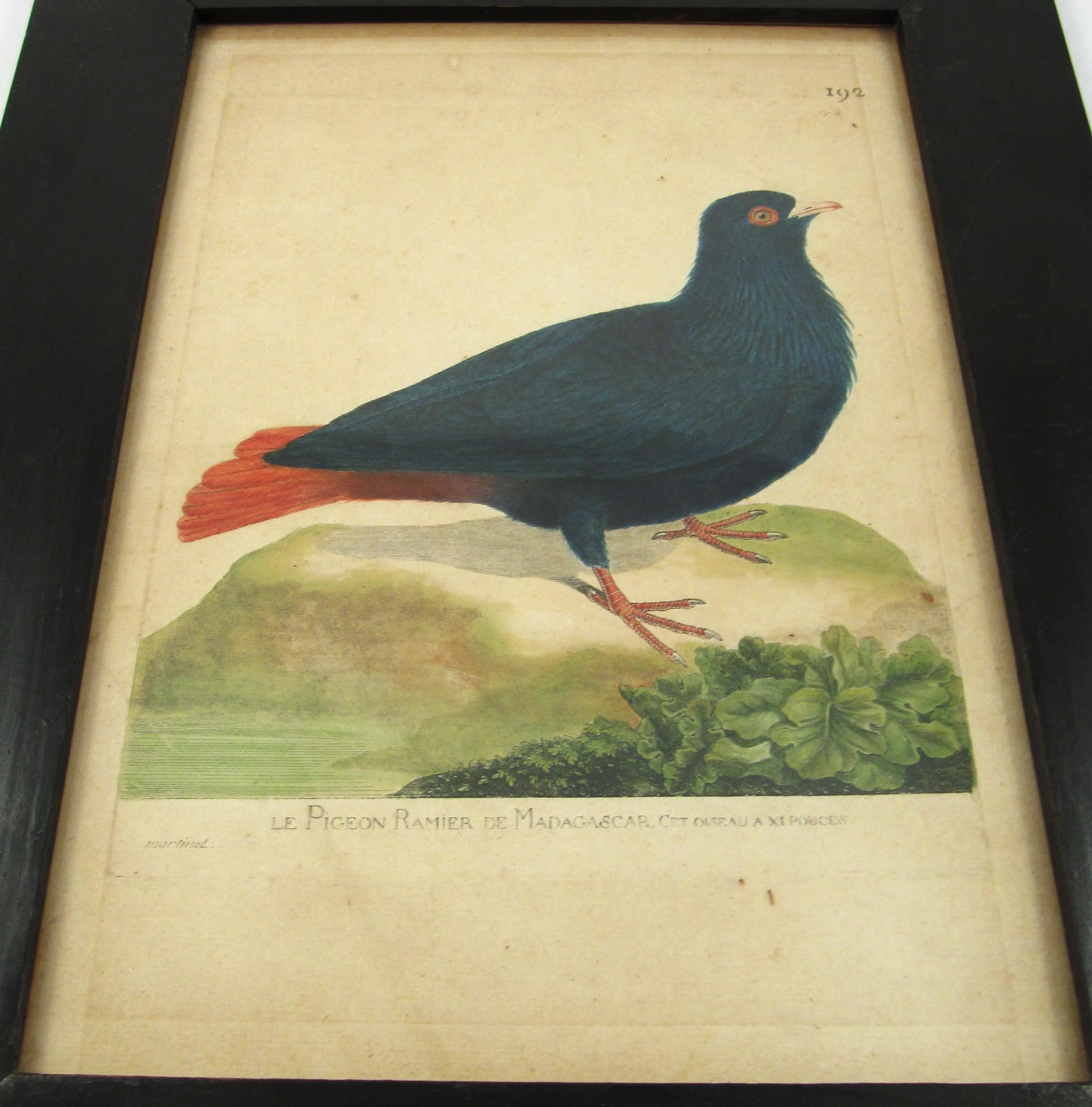 François Nicolas Martinet (1731-1800) Le pigeon ramier de Madacascar Engraving - Naturalistic Print by Francois Nicolas Martinet