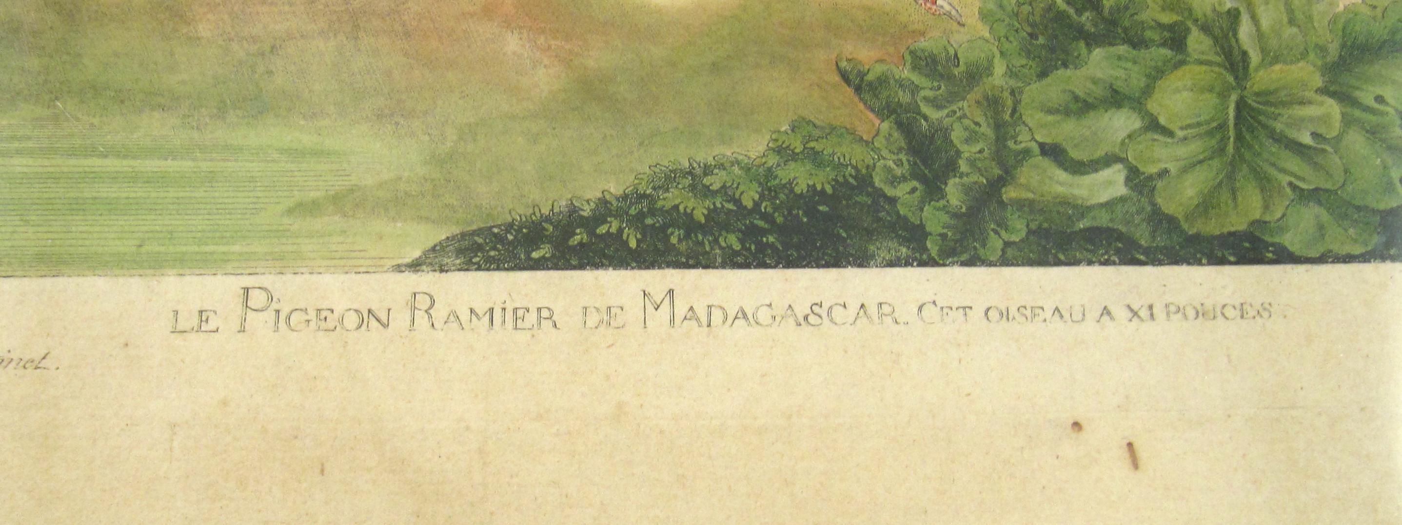 François Nicolas Martinet (1731-1800) Le pigeon ramier de Madacascar Engraving - Black Animal Print by Francois Nicolas Martinet