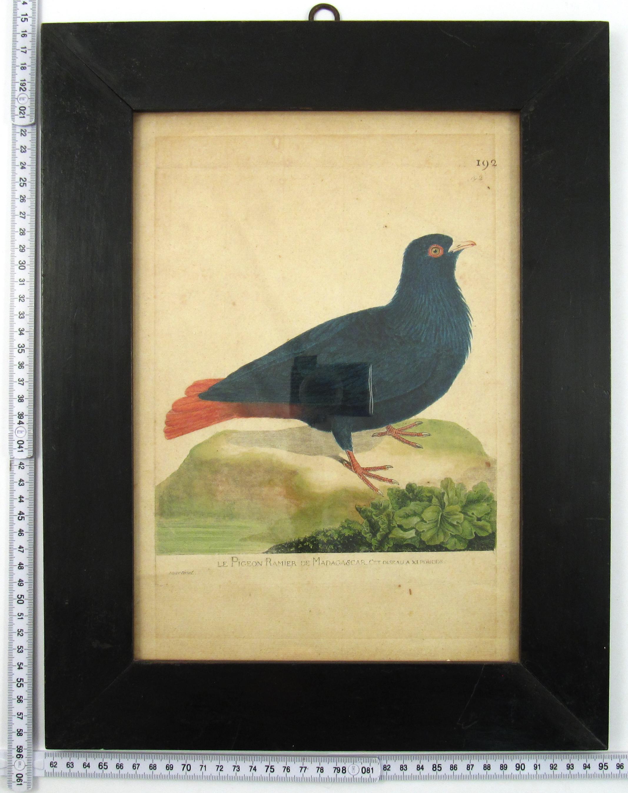 François Nicolas Martinet (1731-1800) Le pigeon ramier de Madacascar Kupferstich im Angebot 4