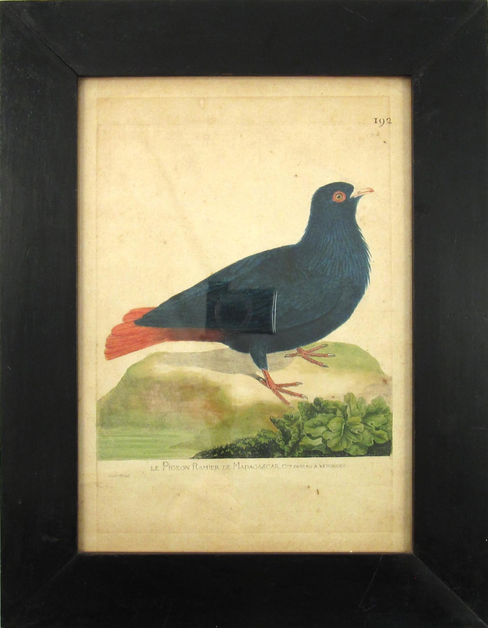 Francois Nicolas Martinet Animal Print - François Nicolas Martinet (1731-1800) Le pigeon ramier de Madacascar Engraving