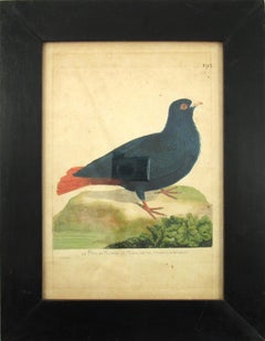 François Nicolas Martinet (1731-1800) La paloma ramera de Madagascar Grabado