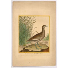 Francois Nicolas Martinet (1731-1804) - Gravure, Petite Outarde ou Canepetiere