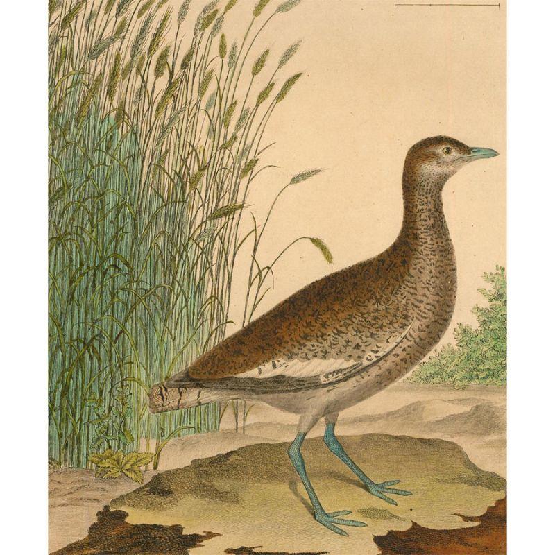 Cette gravure coloriée à la main est tirée de l'"Histoire naturelle des oiseaux", un célèbre ensemble de volumes édités par Georges Louis Leclerc, le comte de Buffon (1707-1788). L'ouvrage fut publié avec des planches coloriées à la main et gravées