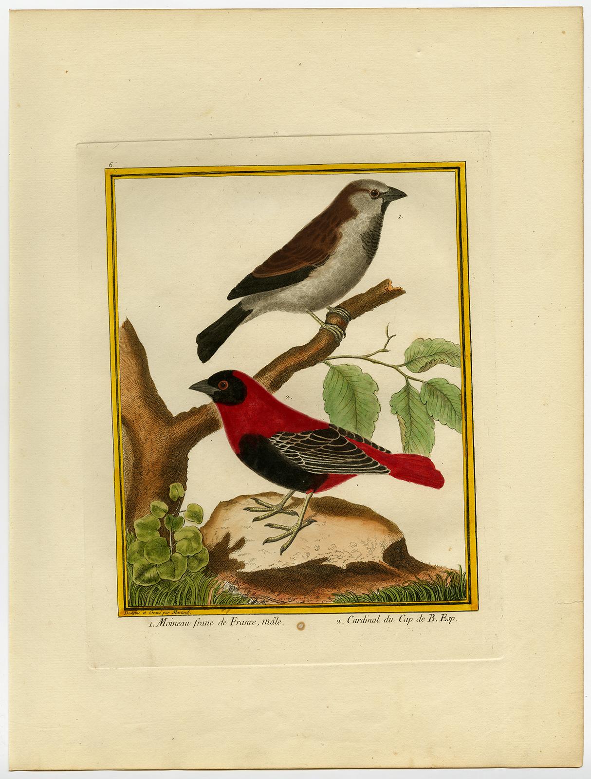 House Sparrow and Cape Cardinal by Martinet - Handcoloured engraving - 18th c. - Print by Francois Nicolas Martinet