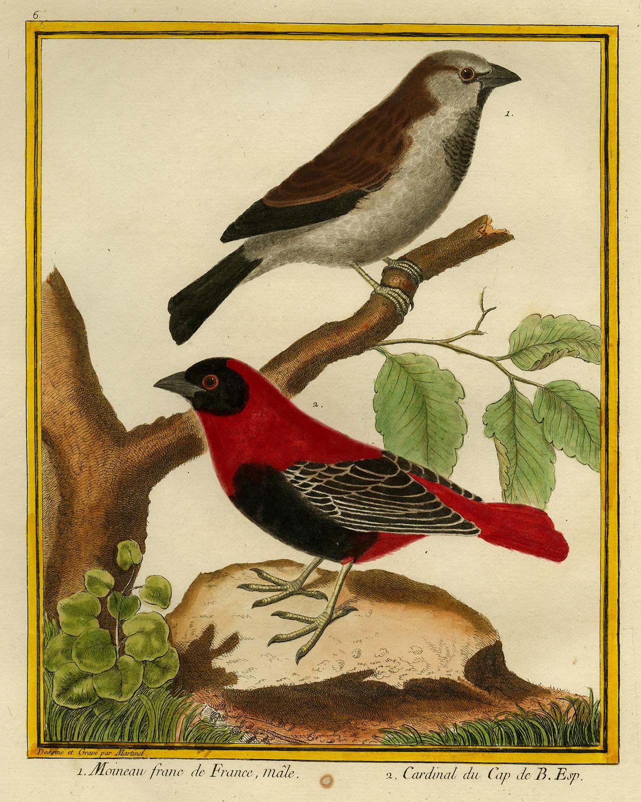 Francois Nicolas Martinet Animal Print - House Sparrow and Cape Cardinal by Martinet - Handcoloured engraving - 18th c.