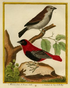 House Sparrow and Cape Cardinal by Martinet - Handcoloured engraving - 18th c.