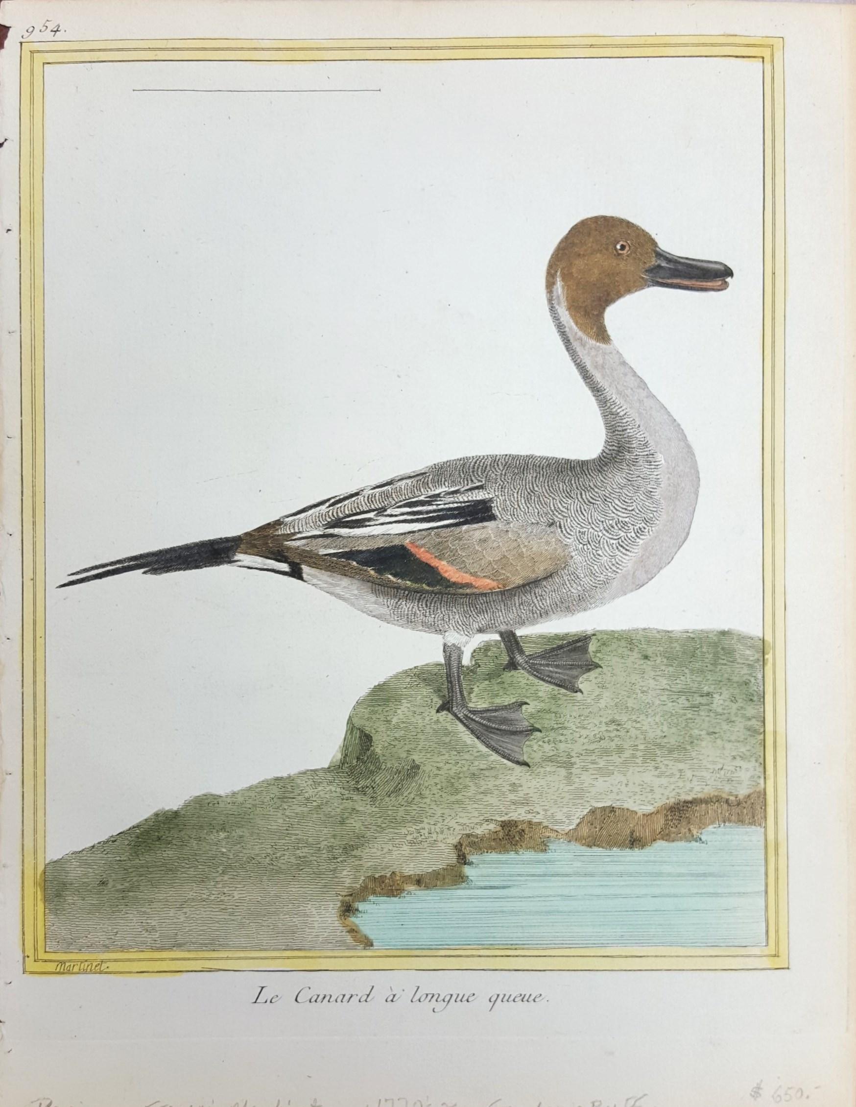 Le Canard a Longue Queue (Der lange tailed Duck) /// Ornithologie Martinet Vogel – Print von Francois Nicolas Martinet