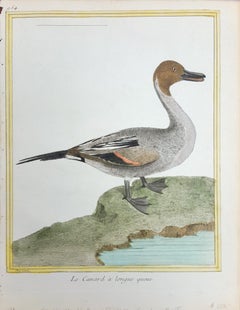 Le Canard a Longue Queue (Le canard à longue queue) /// Ornithology Martinet Bird