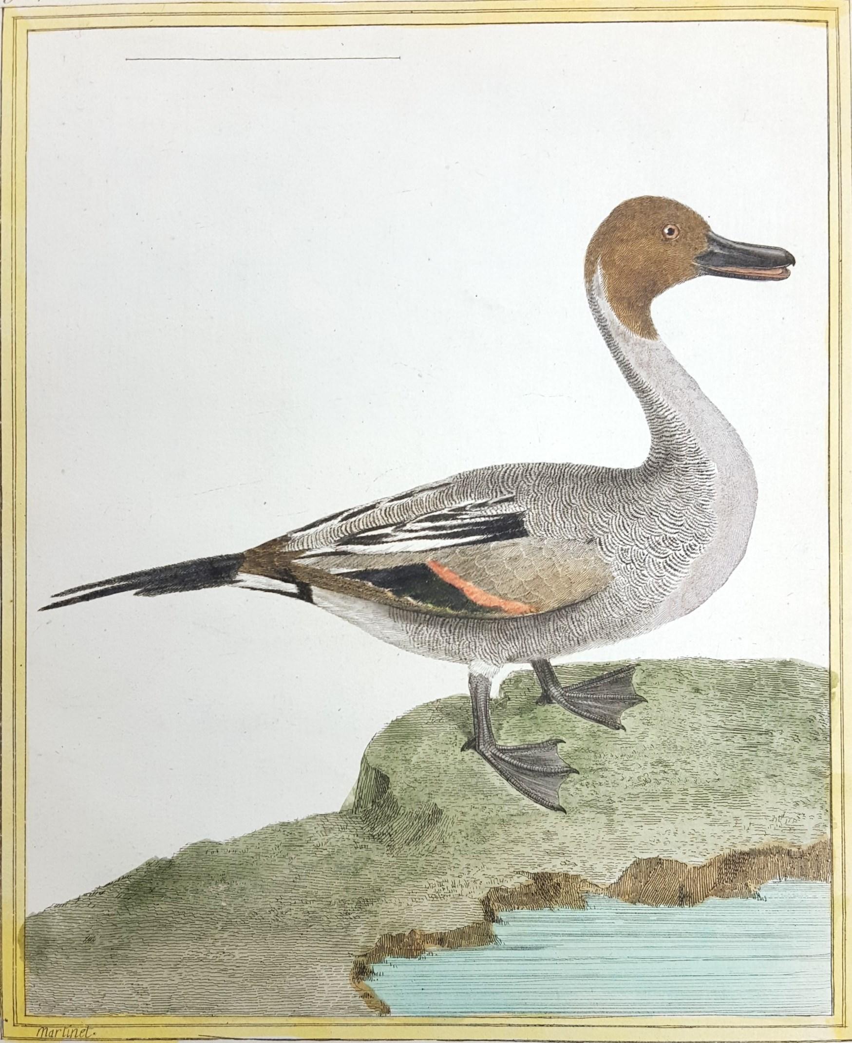 Le Canard a Longue Queue (The Long Tailed Duck) /// Ornithology Martinet Bird