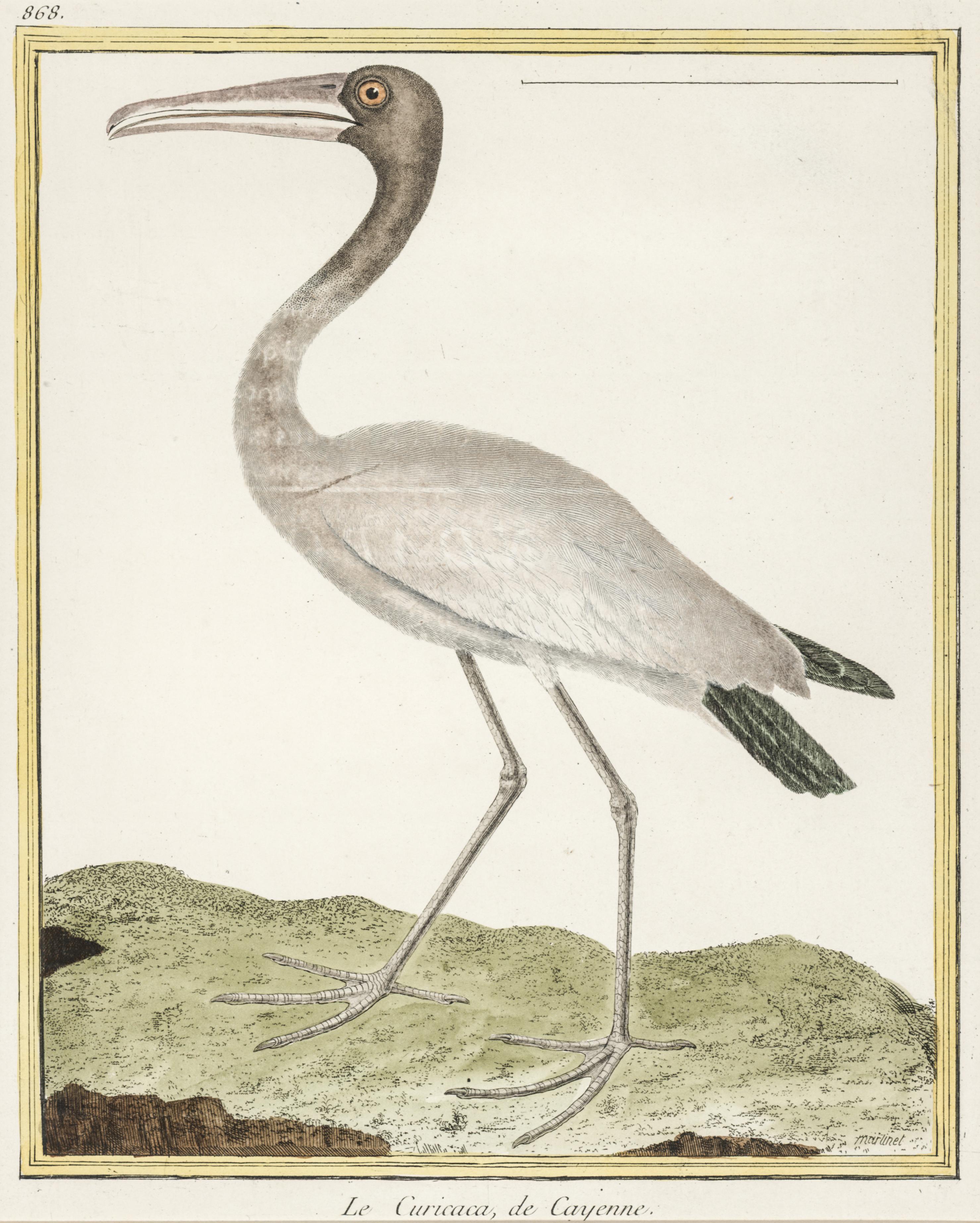 Le Curicaca, de Cayenne by Martinet - Print by Francois Nicolas Martinet