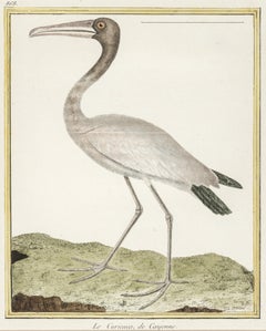 Le Curicaca, de Cayenne par Martinet