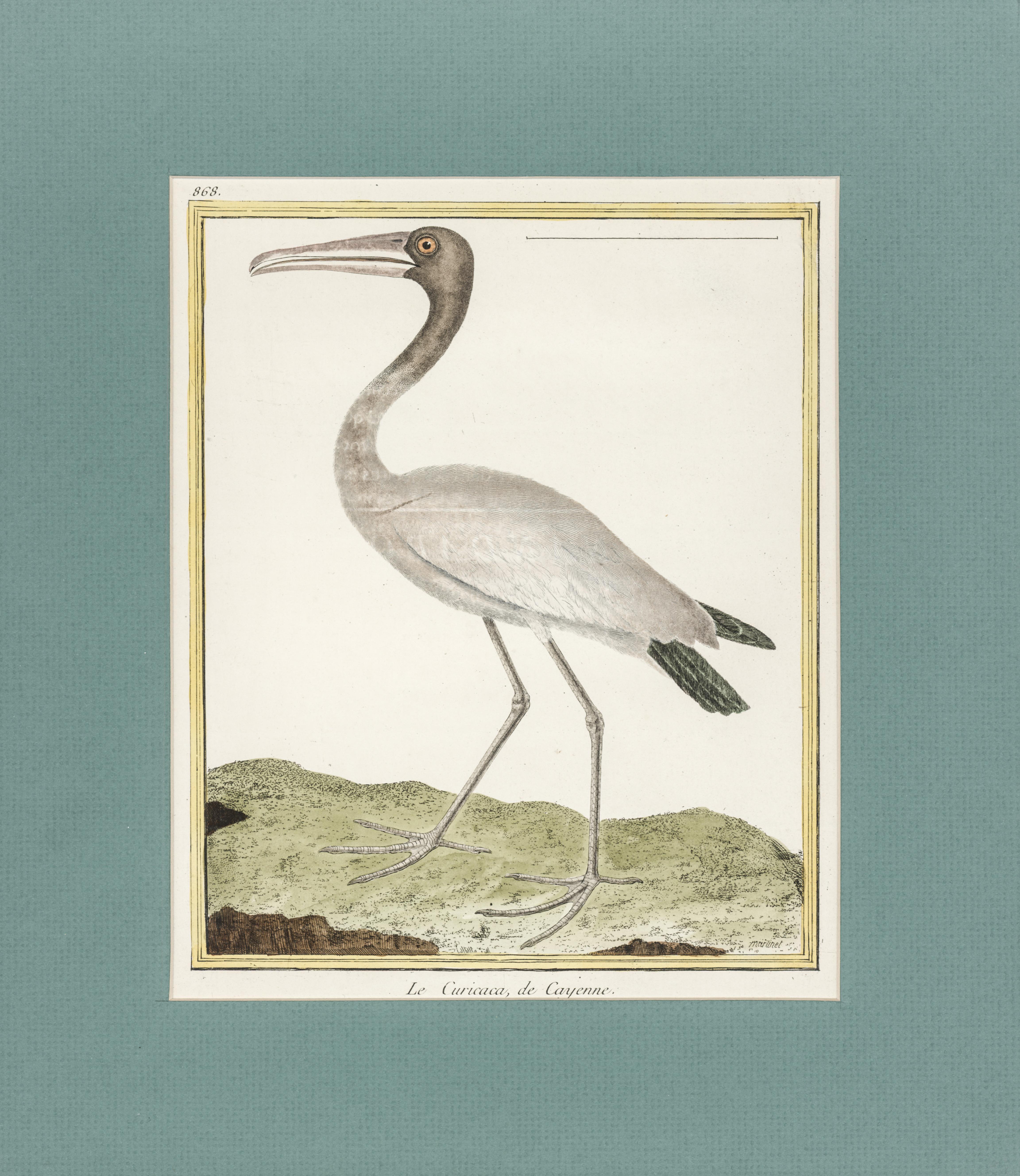 Francois Nicolas Martinet Animal Print - Le Curicaca, de Cayenne by Martinet