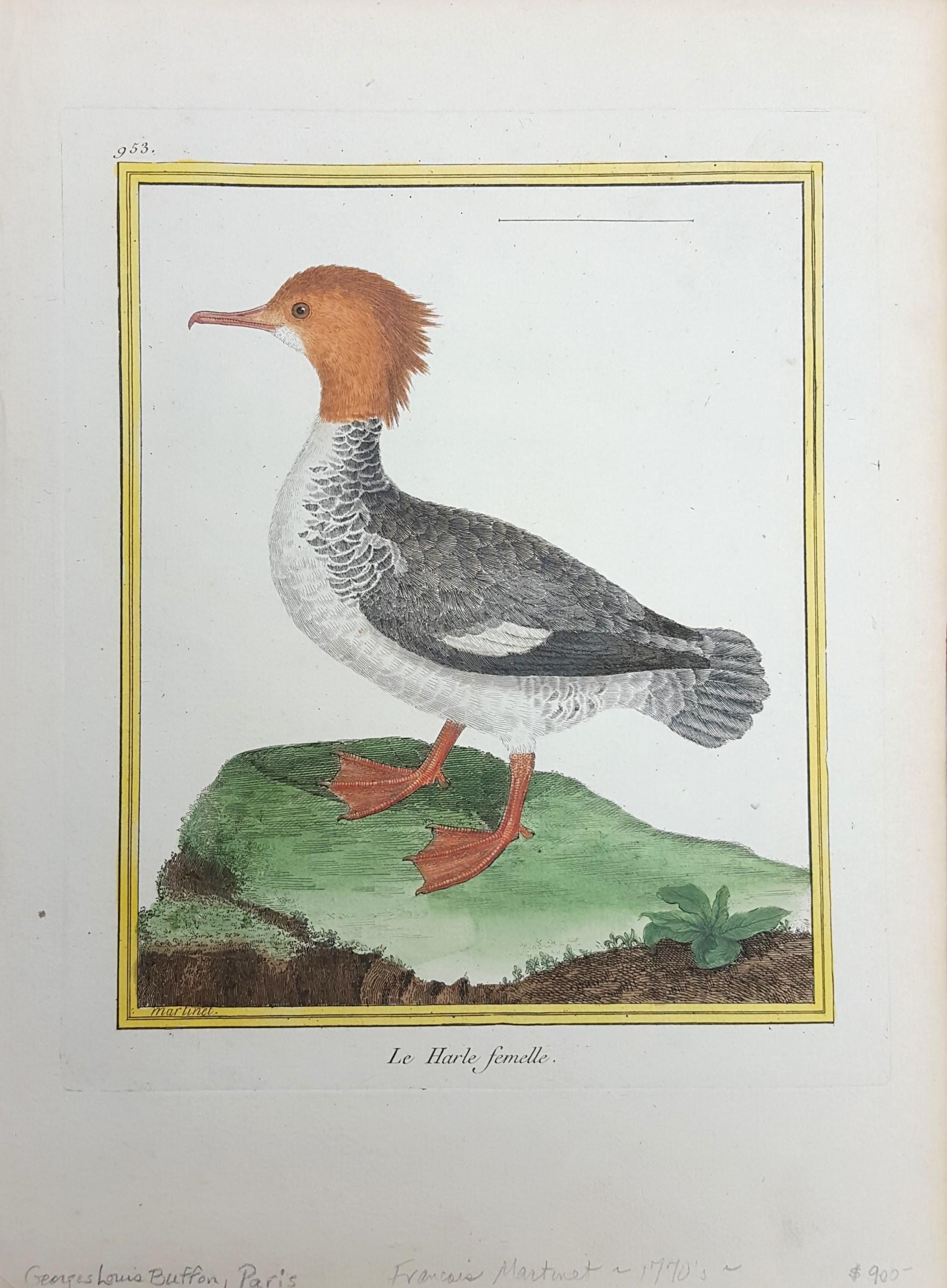 Le Harle Femell (The Female Merganser) /// Ornithology Martinet Bird Animal Art - Print by Francois Nicolas Martinet
