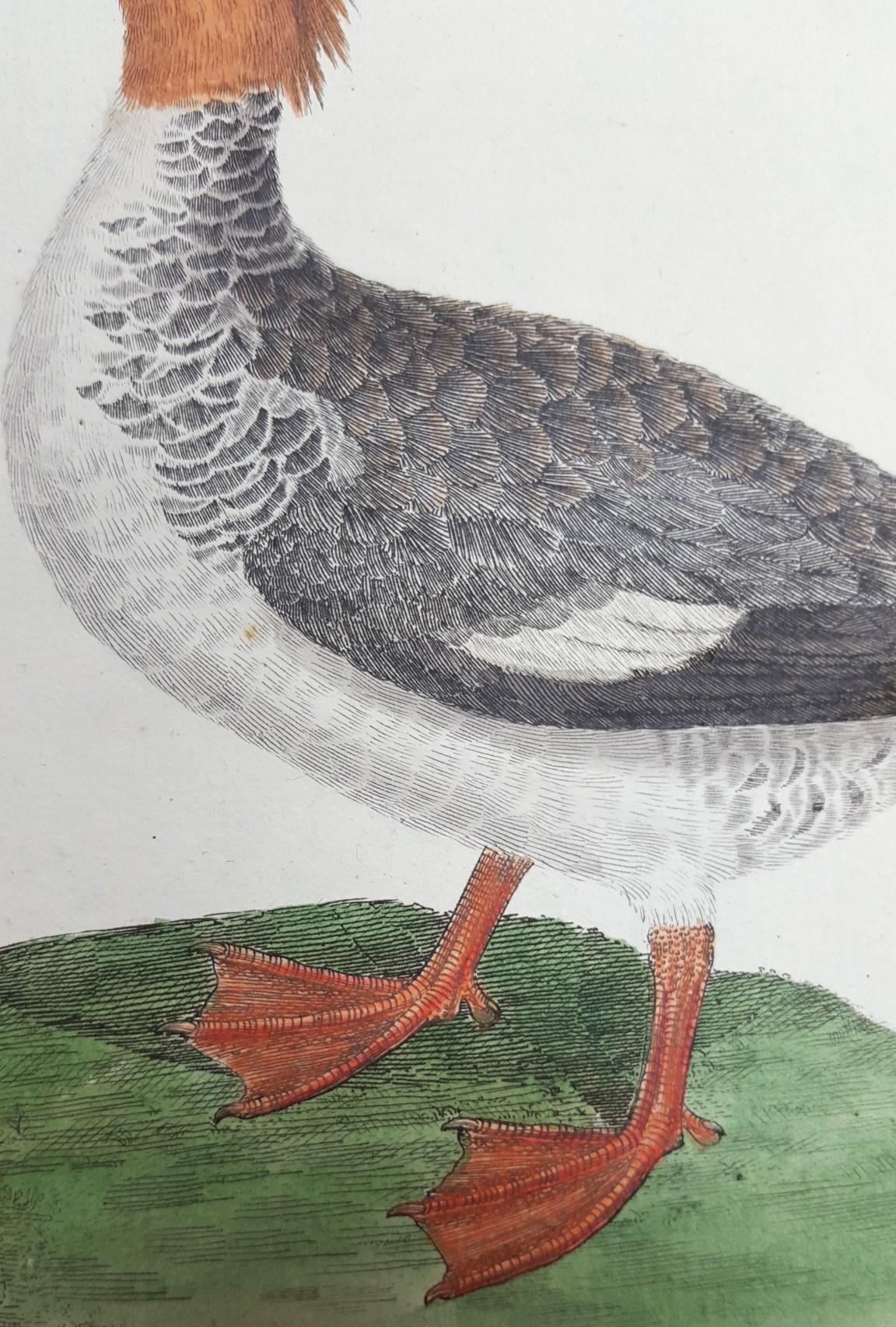 Le Harle Femell (The Female Merganser) /// Ornithology Martinet Bird Animal Art For Sale 1