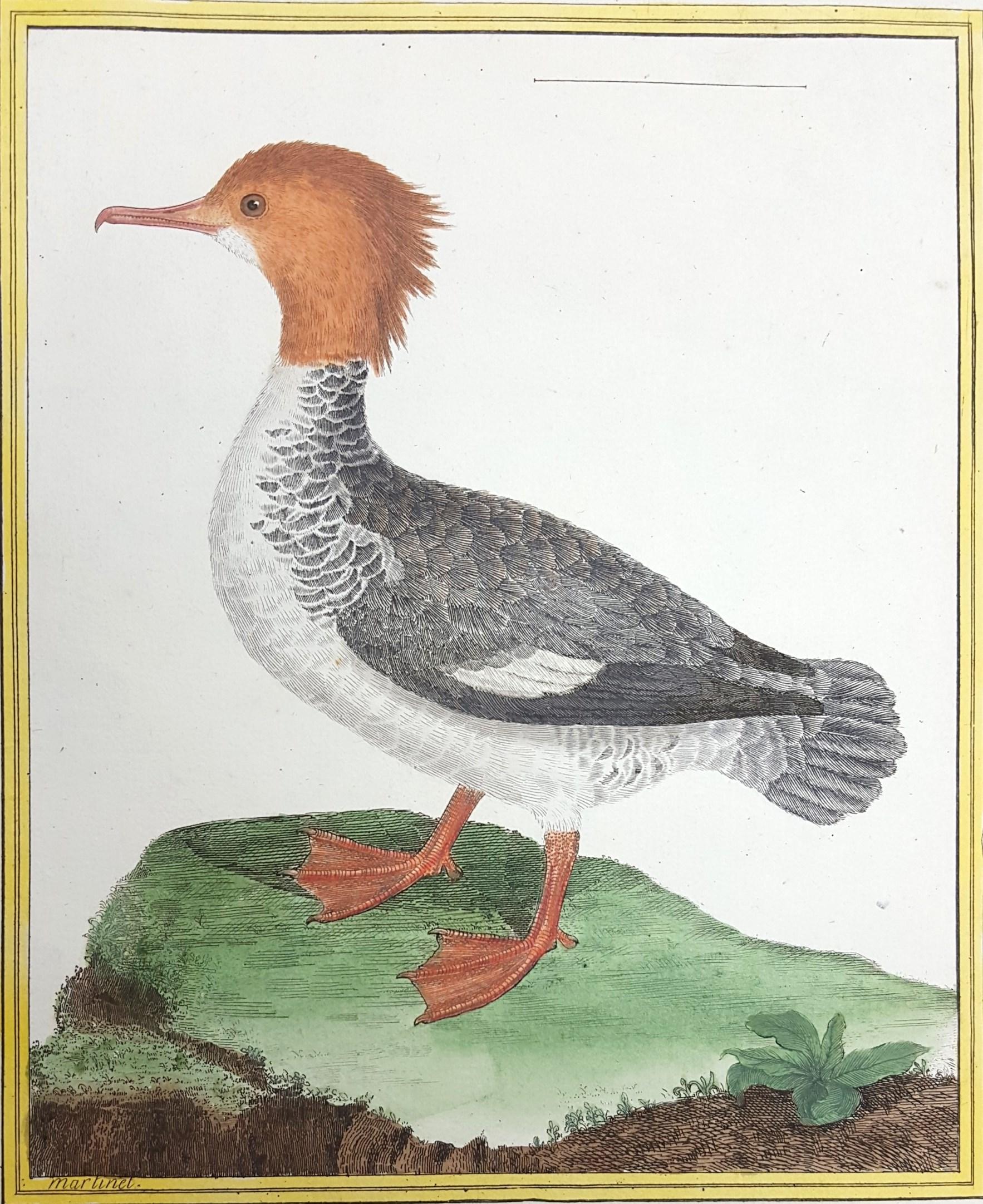 Francois Nicolas Martinet Animal Print - Le Harle Femell (The Female Merganser) /// Ornithology Martinet Bird Animal Art
