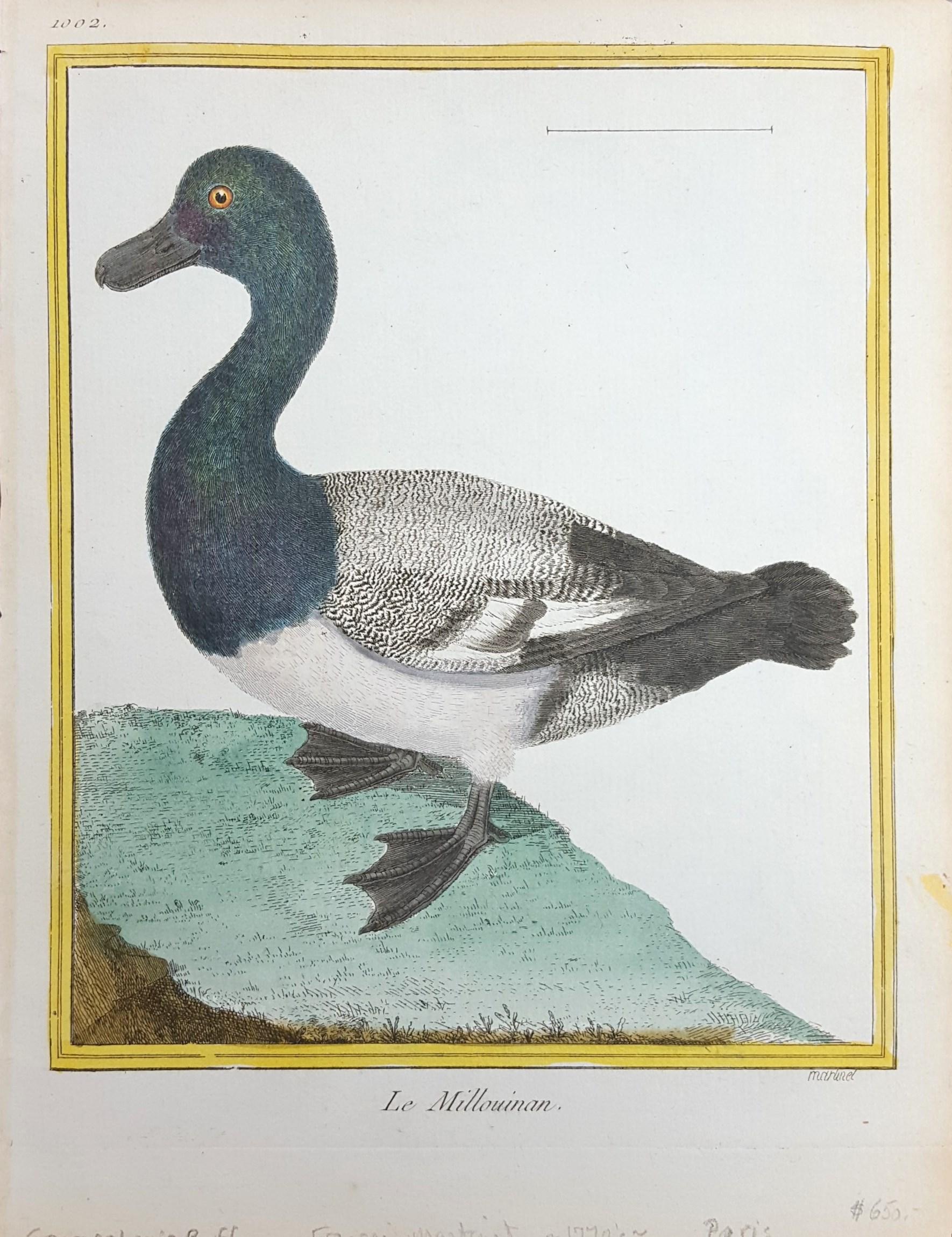Le Millouinan /// Ornithology Martinet Bird Animal Art Duck Natural History - Print by Francois Nicolas Martinet