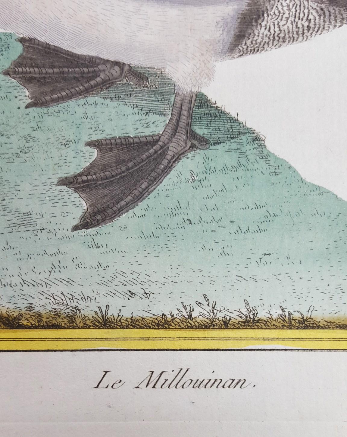 Le Millouinan /// Ornithology Martinet Bird Animal Art Duck Natural History - Old Masters Print by Francois Nicolas Martinet
