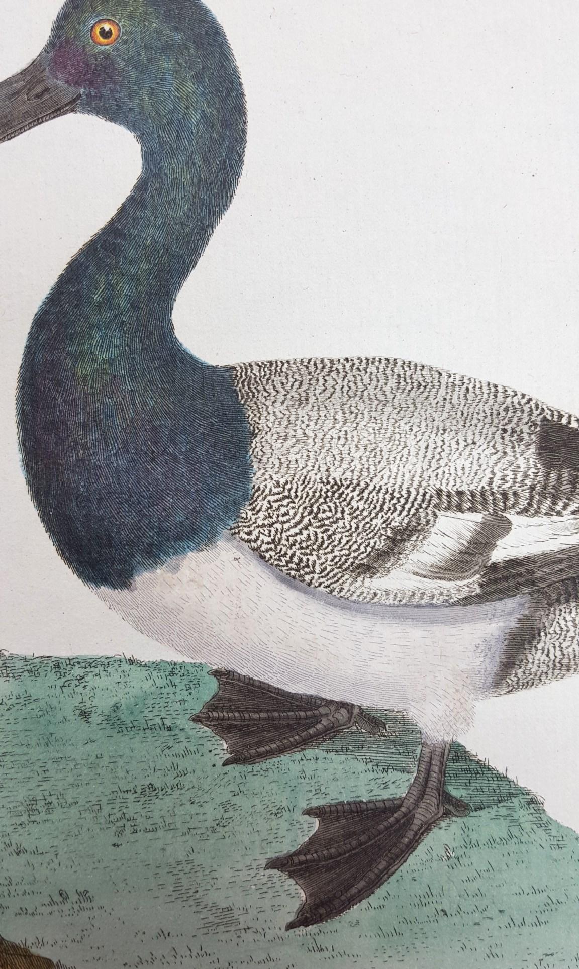 Le Millouinan /// Ornithology Martinet Bird Animal Art Duck Natural History For Sale 1