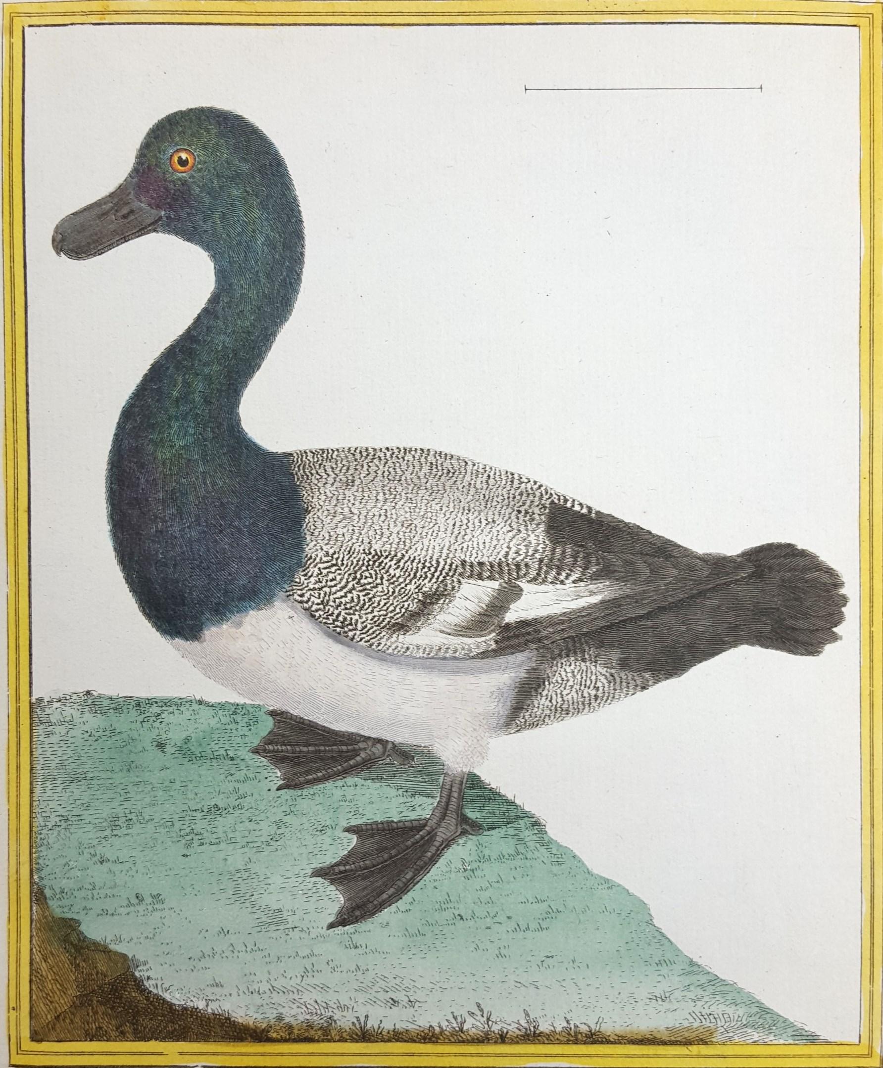 Francois Nicolas Martinet Animal Print - Le Millouinan /// Ornithology Martinet Bird Animal Art Duck Natural History
