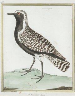 Le Vanneau - Suisse par Martinet