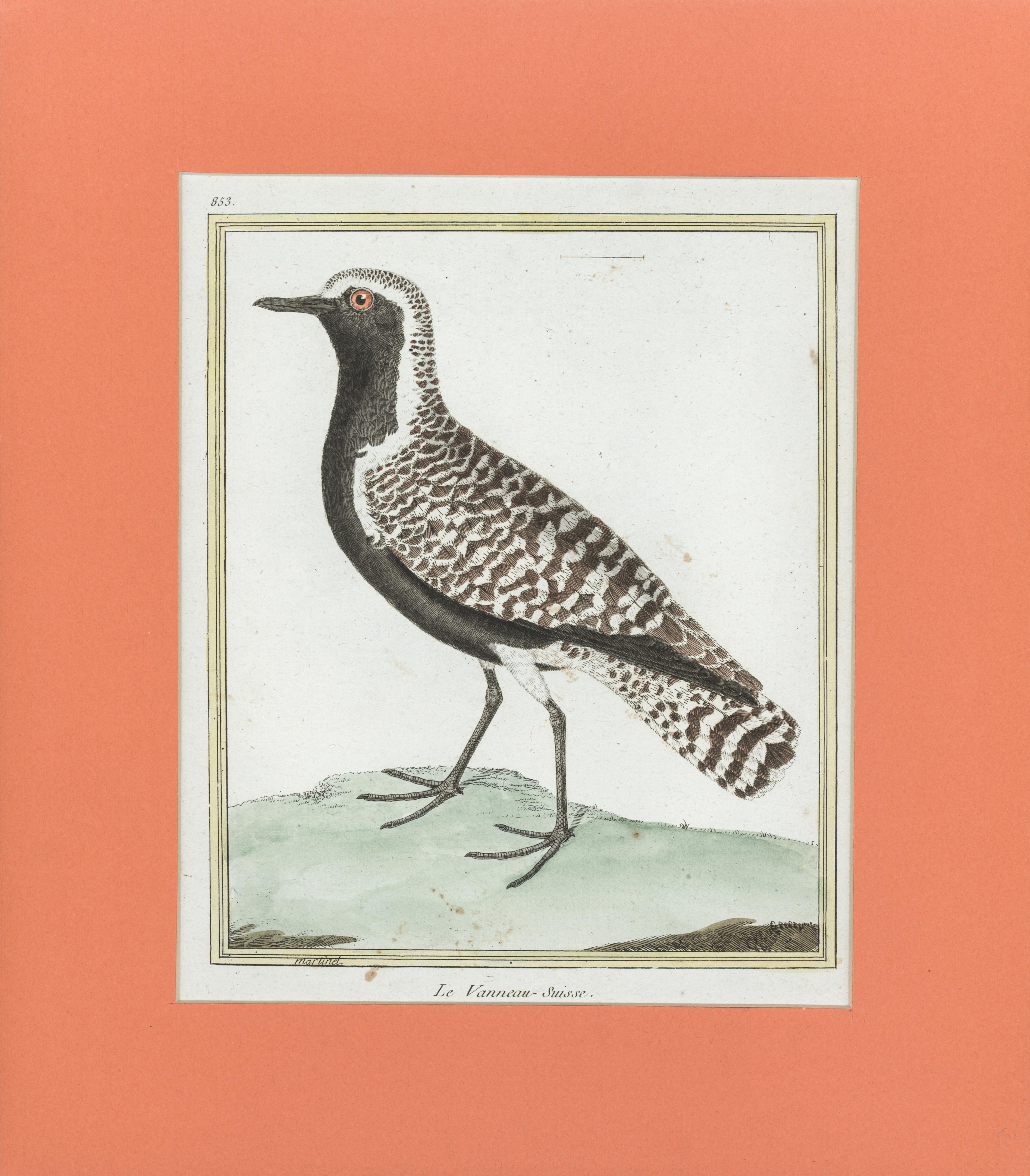 Francois Nicolas Martinet Animal Print - Le Vanneau - Suisse by Martinet