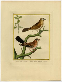 Louisiana- and Cape of Good Hope Ortolan Martinet - Handcol. engraving - 18th c.