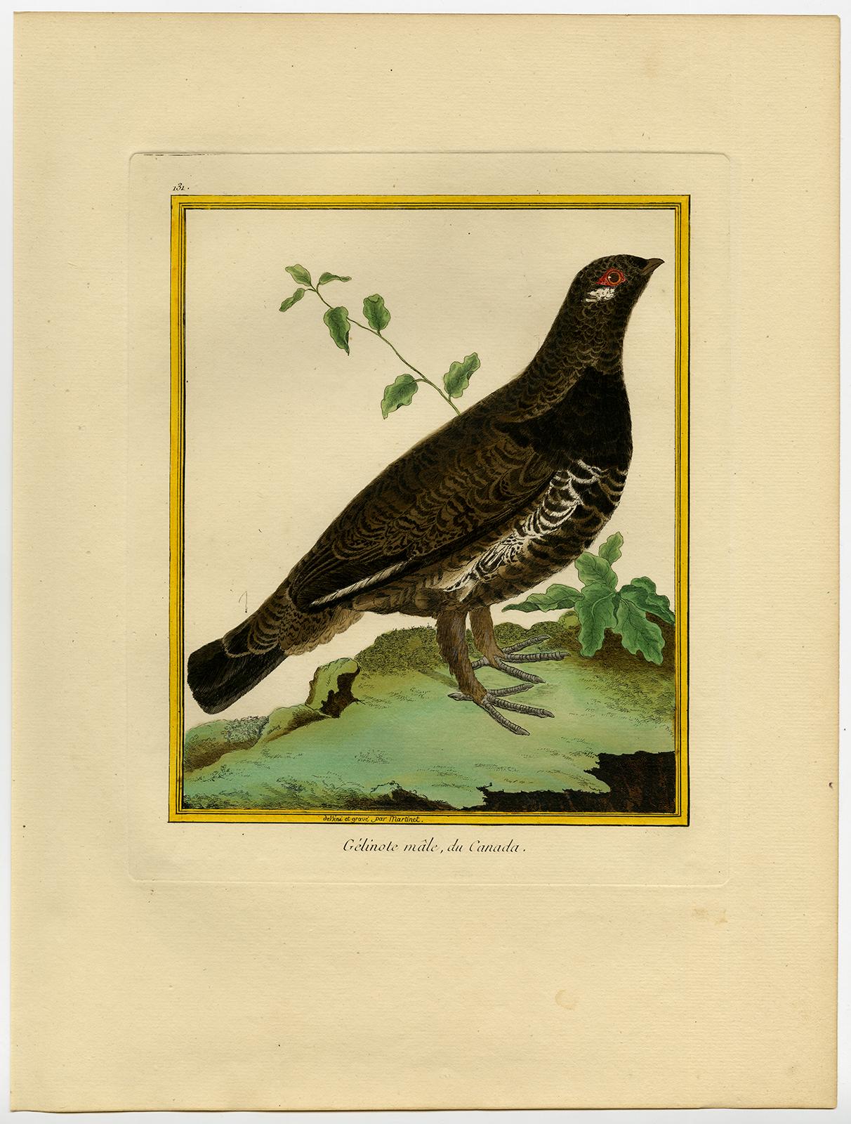 Male Red Grouse from Canada by Martinet - Handcoloured engraving - 18th century - Print by Francois Nicolas Martinet
