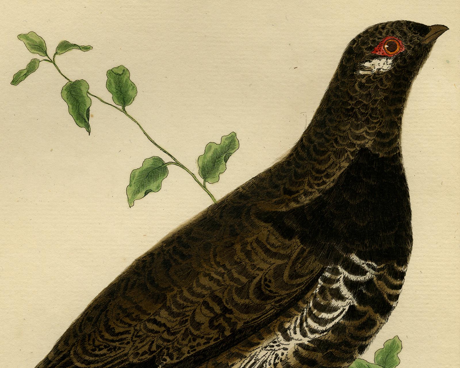 Male Red Grouse from Canada by Martinet - Handcoloured engraving - 18th century - Old Masters Print by Francois Nicolas Martinet