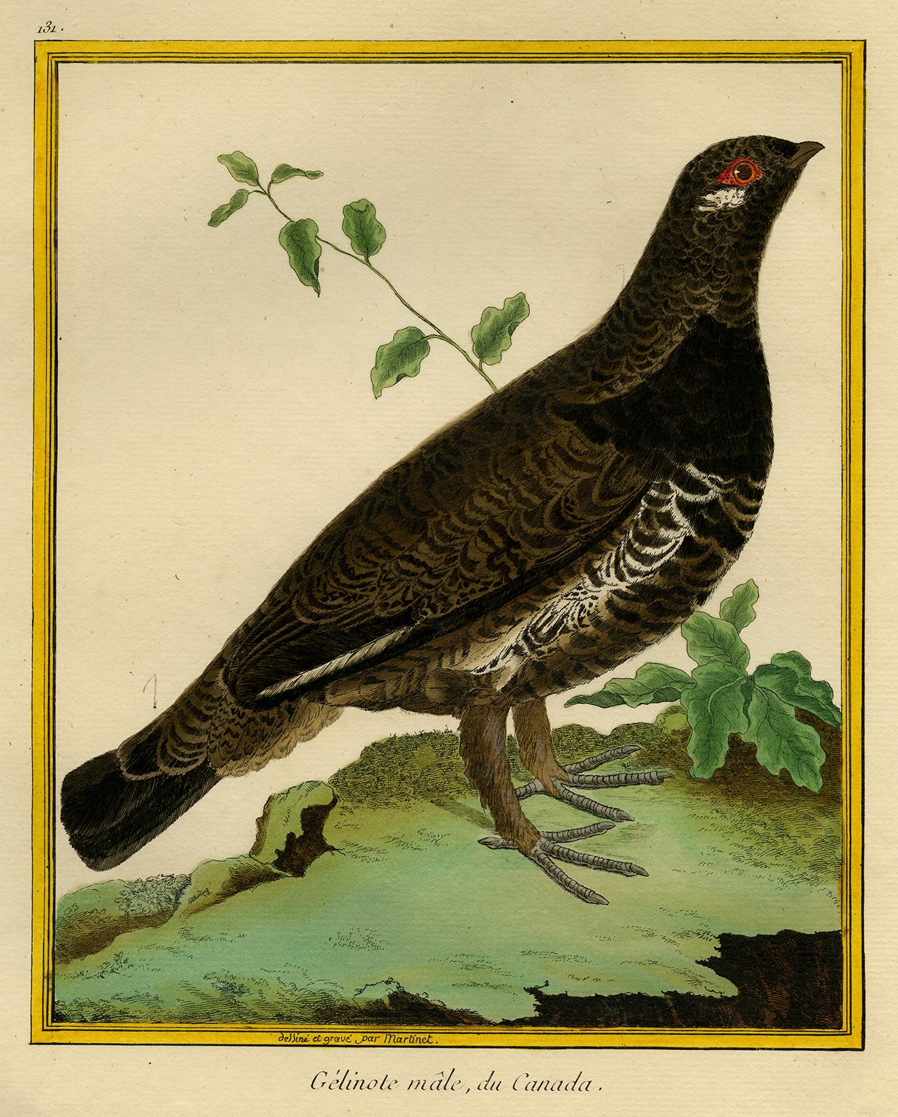 Francois Nicolas Martinet Animal Print - Male Red Grouse from Canada by Martinet - Handcoloured engraving - 18th century