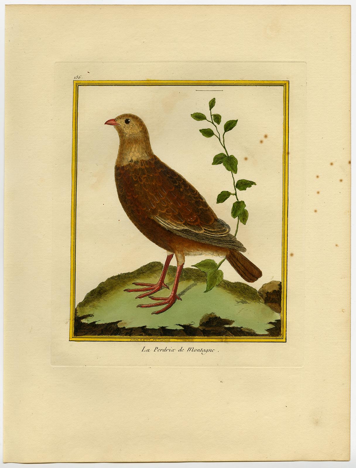 Mountain Partridge by Martinet - Handcoloured engraving - 18th century - Print by Francois Nicolas Martinet