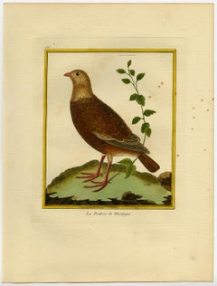 Mountain Partridge by Martinet - Handcoloured engraving - 18th century