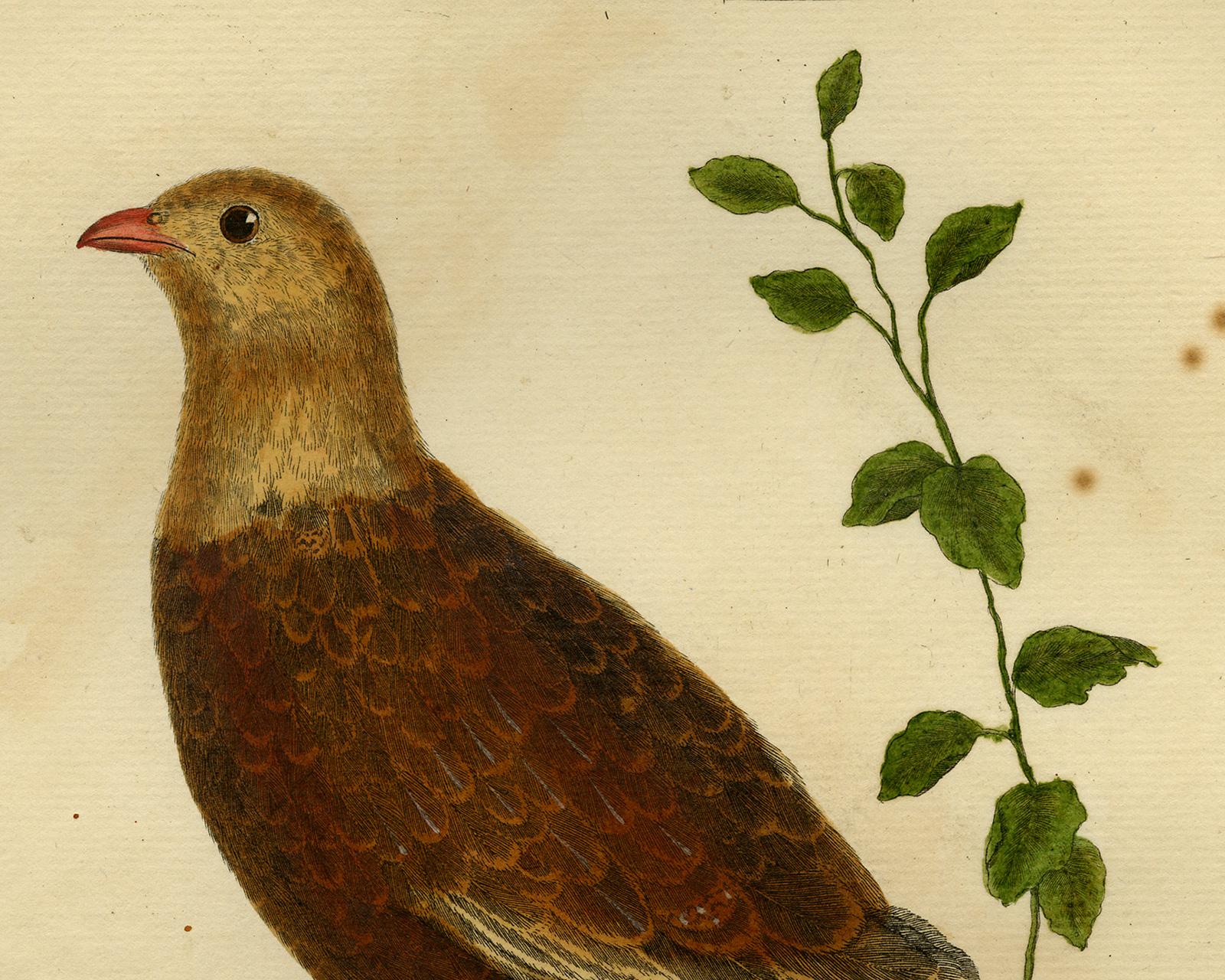 Mountain Partridge by Martinet - Handcoloured engraving - 18th century - Old Masters Print by Francois Nicolas Martinet