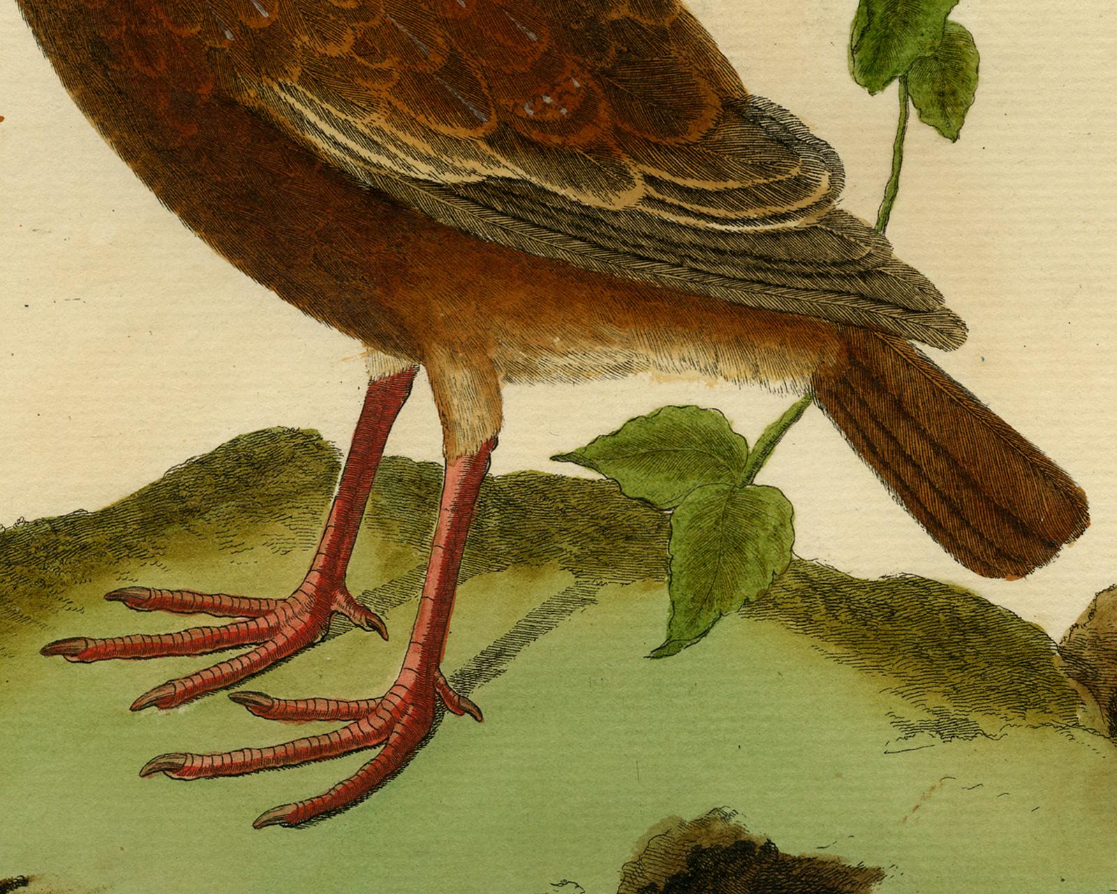 Mountain Partridge by Martinet - Handcoloured engraving - 18th century - Beige Animal Print by Francois Nicolas Martinet