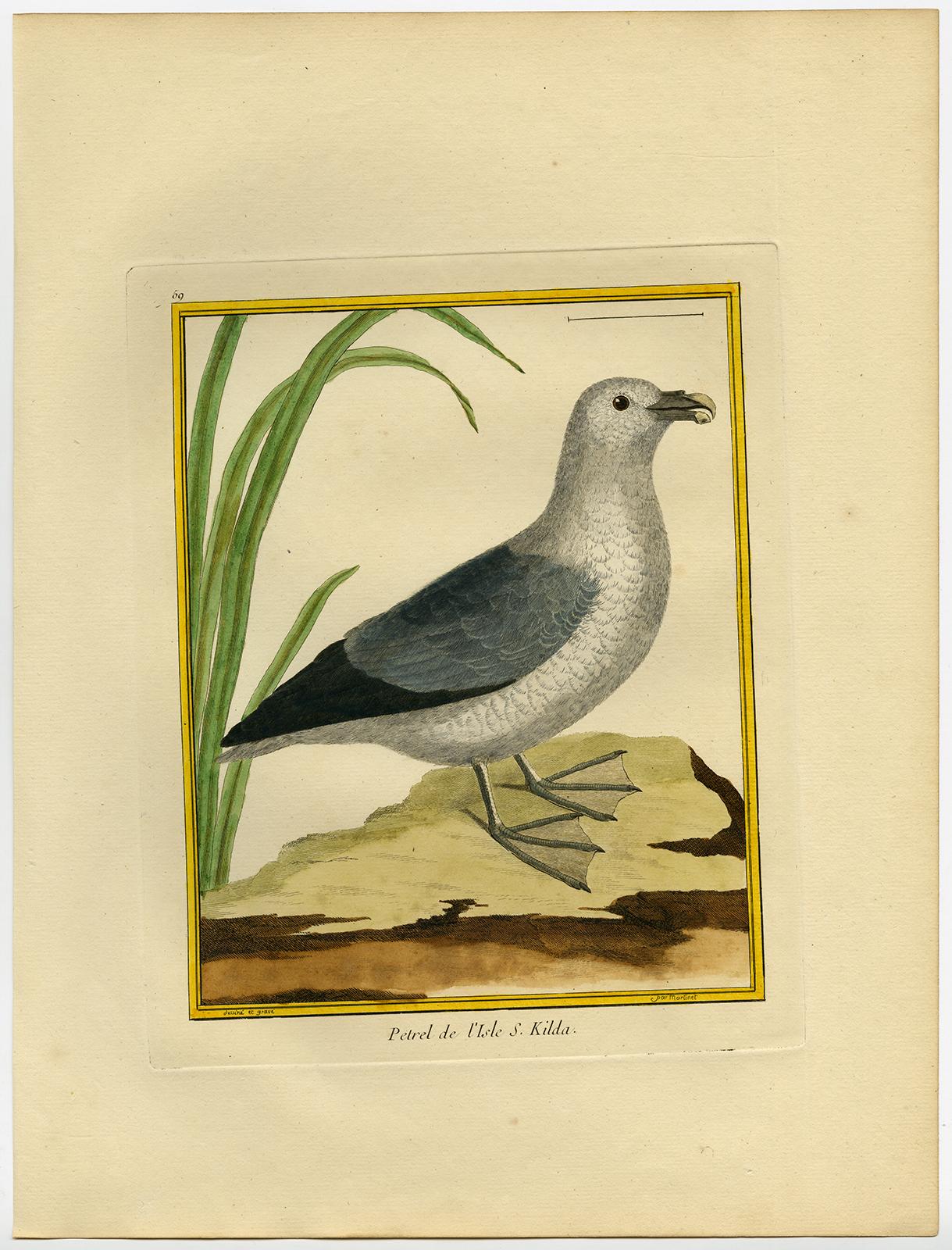 Northern Fulmar by Martinet - Handcoloured engraving - 18th century - Print by Francois Nicolas Martinet