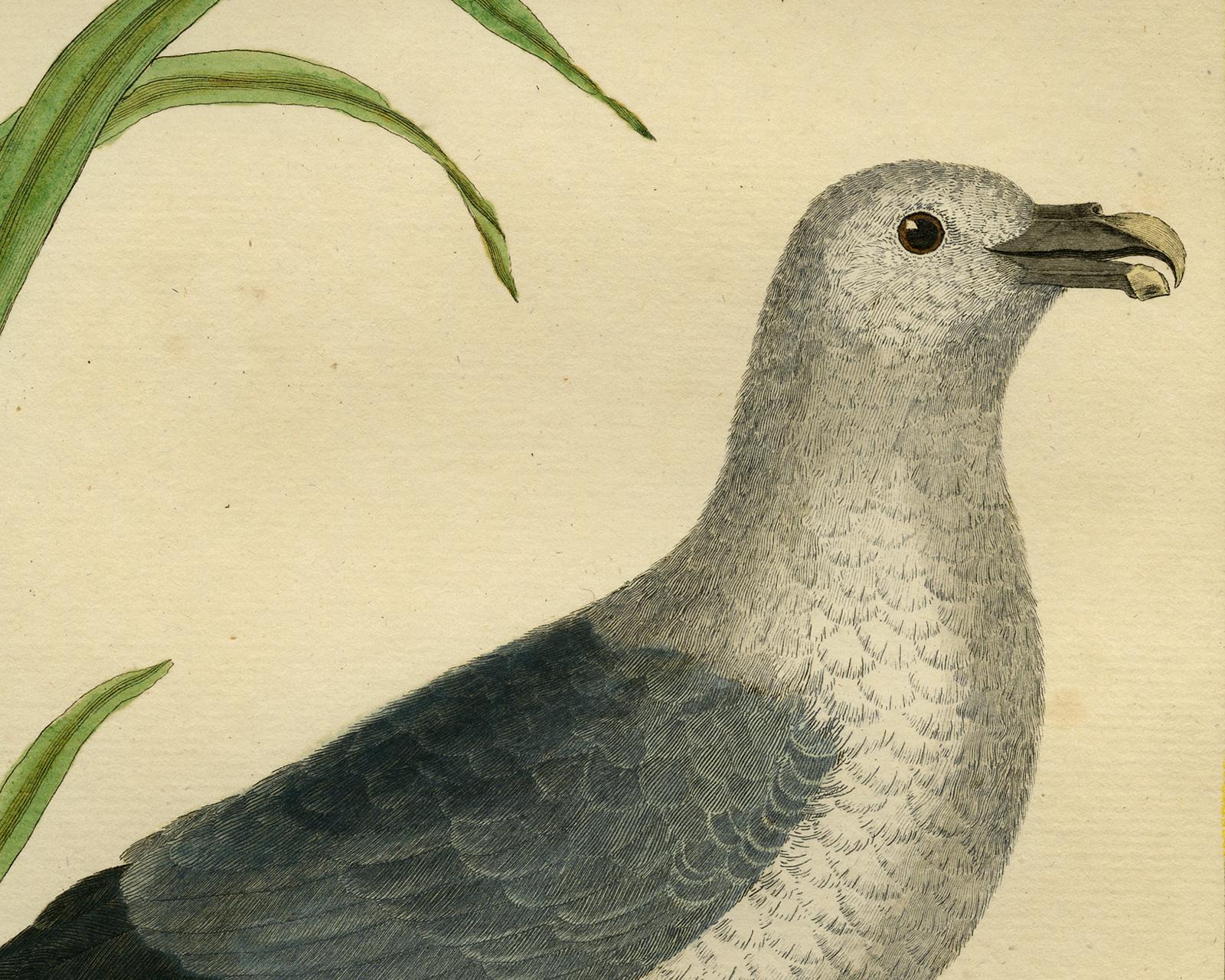 Northern Fulmar by Martinet - Handcoloured engraving - 18th century - Old Masters Print by Francois Nicolas Martinet