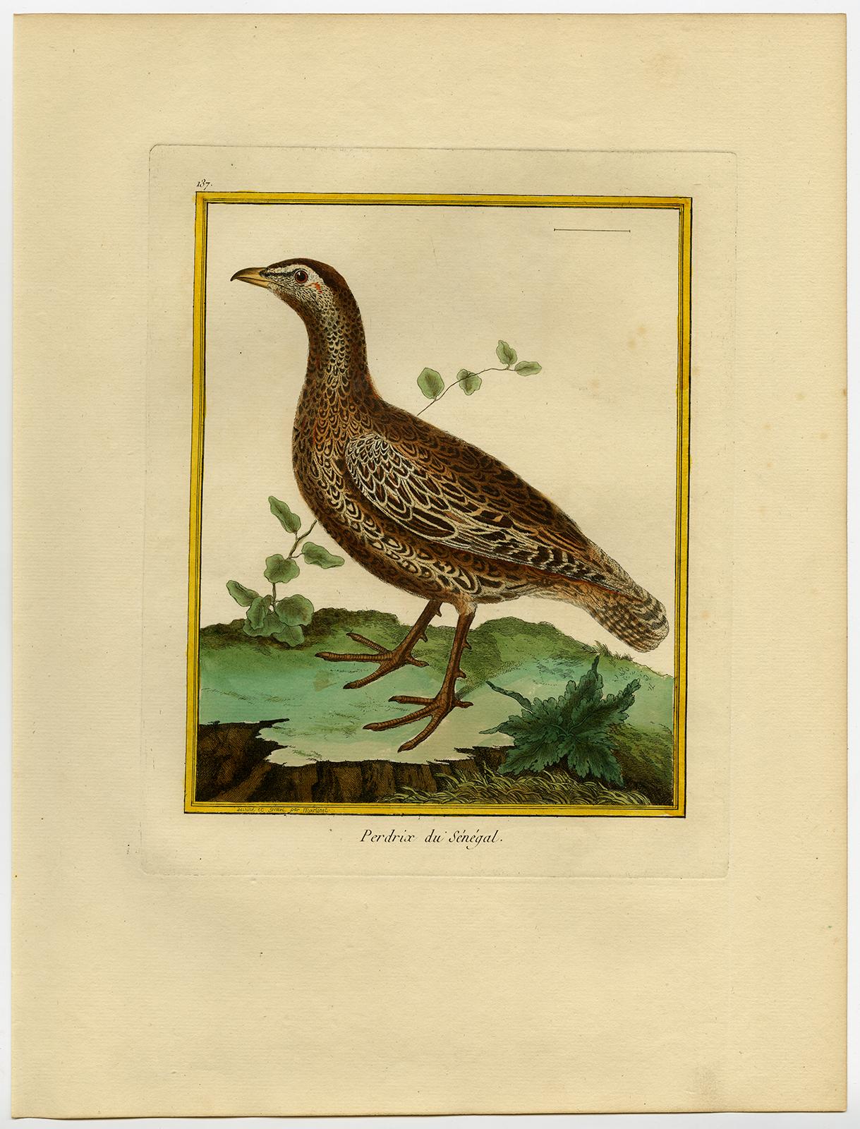 Partridge from Senegal by Martinet - Handcoloured engraving - 18th century - Print by Francois Nicolas Martinet