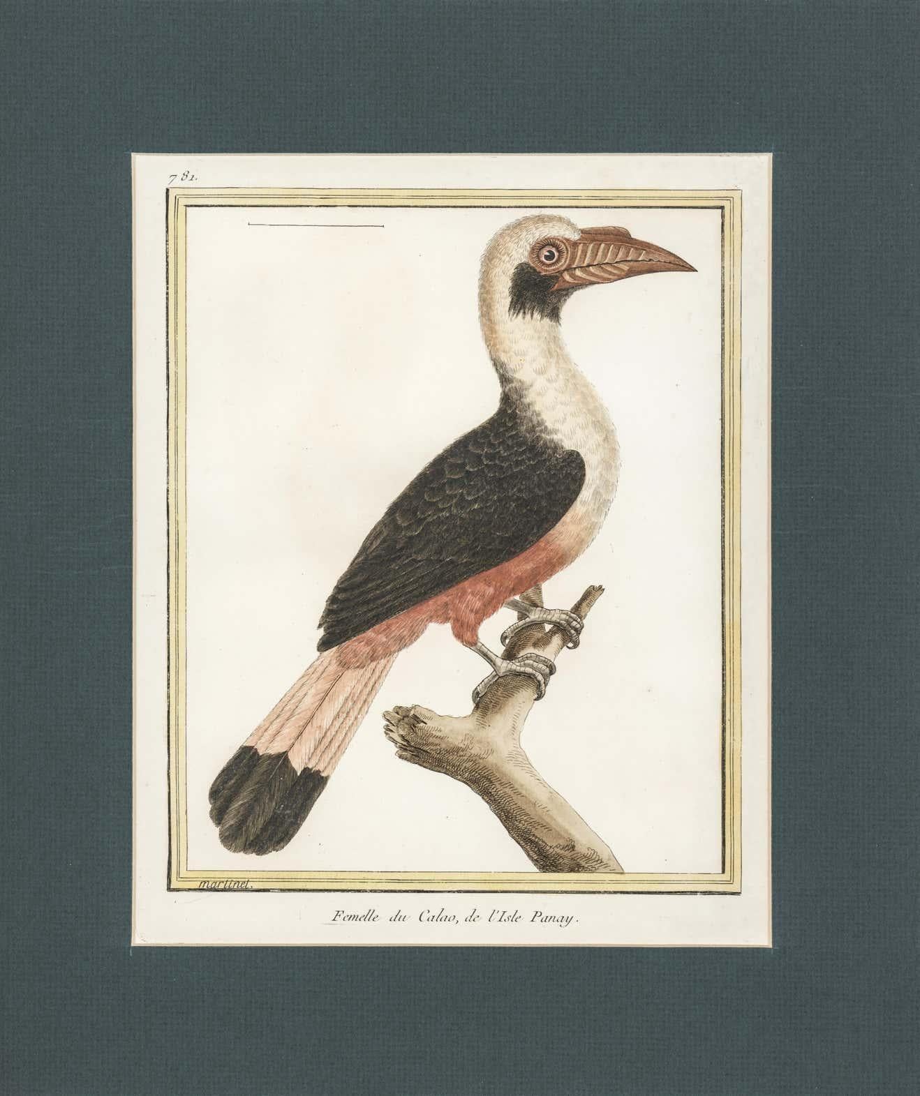 Pair of Martinet Birds - Print by Francois Nicolas Martinet