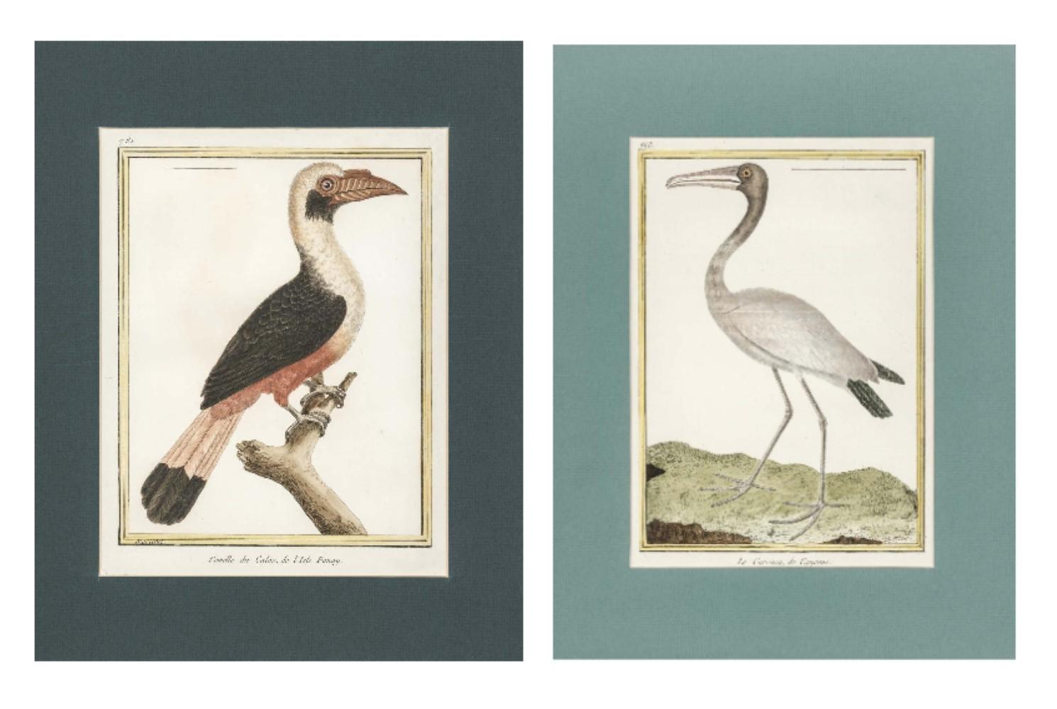 Francois Nicolas Martinet Animal Print - Pair of Martinet Birds