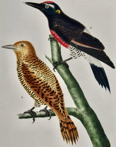 Red & Black Woodpeckers: An 18th Century Hand-colored Bird Engraving by Martinet