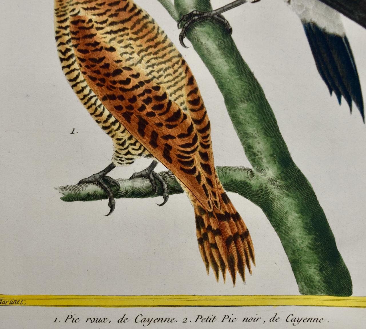 Cendriers rouges et noirs : une gravure d'oiseau du 18e siècle colorée à la main par Martinet - Gris Landscape Print par Francois Nicolas Martinet