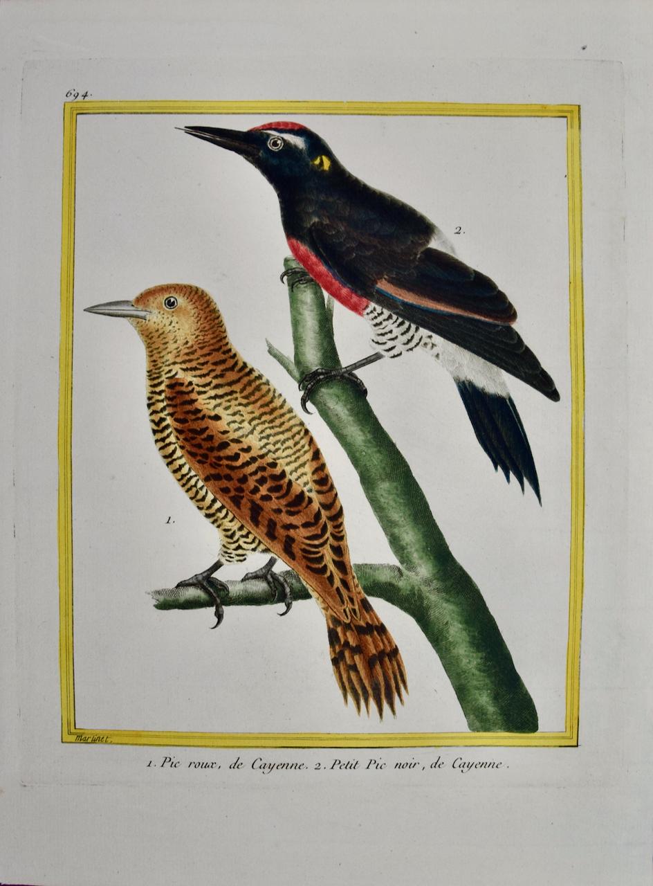 Cendriers rouges et noirs : une gravure d'oiseau du 18e siècle colorée à la main par Martinet