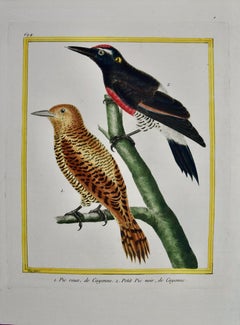 Cendriers rouges et noirs : une gravure d'oiseau du 18e siècle colorée à la main par Martinet