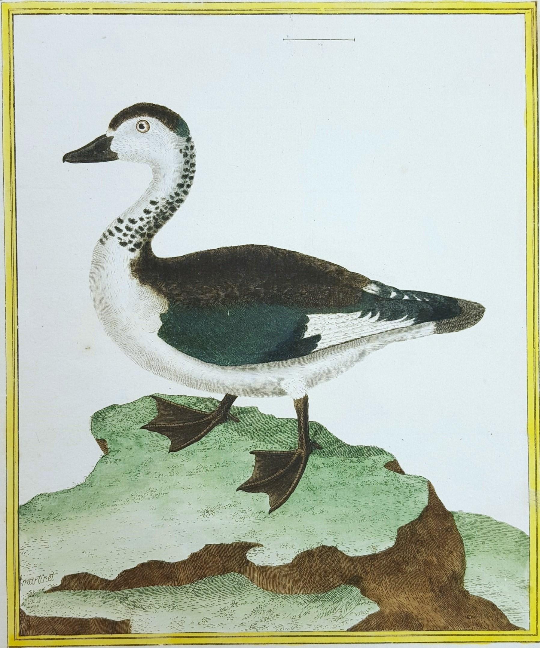 Sacelle male, de la cote de Coromandel /// Ornithology Martinet Bird Animal Art