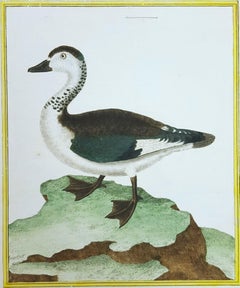 Sacelle male, de la cote de Coromandel /// Ornithology Martinet Bird Animal Art