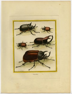 Scarab Beetles by Martinet - Handcoloured engraving - 18th century