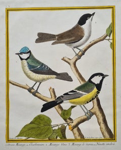 Satz von vier handkolorierten Vogelgravuren des 18. Jahrhunderts von Martinet um 1765