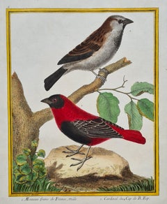 Ensemble de quatre gravures d'oiseaux colorées à la main du 18e siècle par Martinet vers 1765